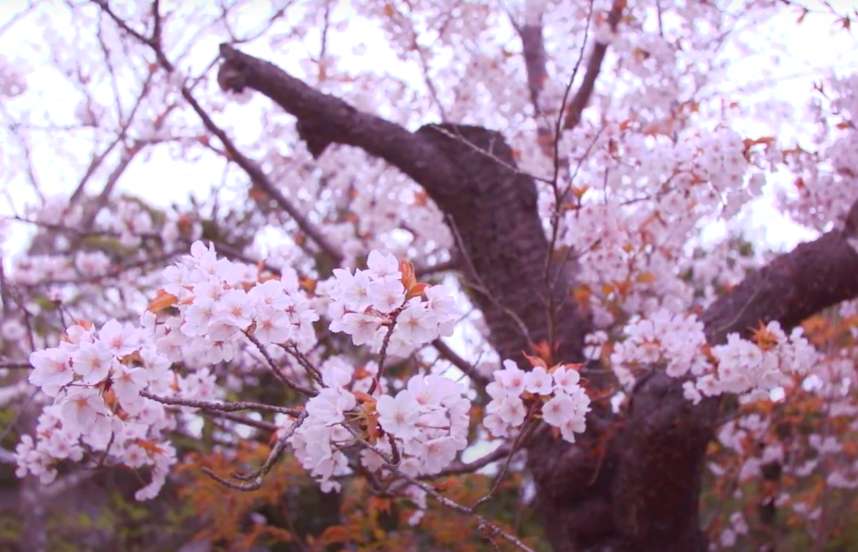 A close up of a cherry tree with pink blossoms.