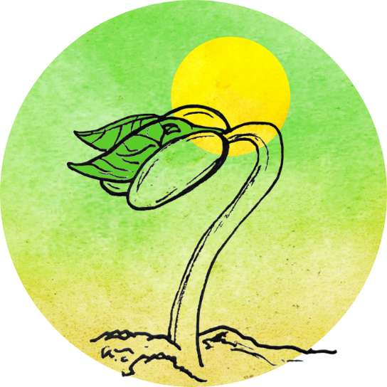 An illustration of a sprout emerging from the ground with a golden-yellow sun-like orb rising above it, opening its seed coat to reveal new green leaves, framed against a water-colored circle of green.