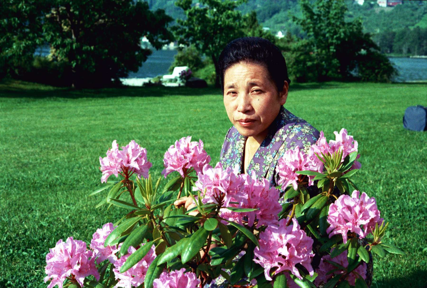 Tomoji, wearing a purple and yellow floral blouse, sits on a large green lawn behind a bush of blooming pink rhododendrons; a lake is visible through trees in the background.