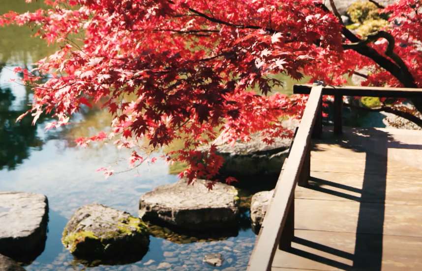 A wooden deck overlooks a serene pond with stepping stones, a red maple tree grows in the background.